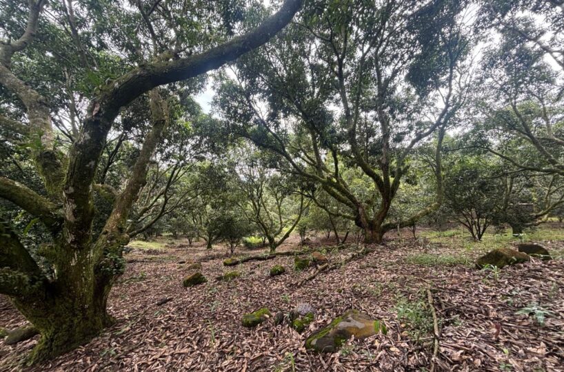 Building Lots for sale in Atenas Costa Rica