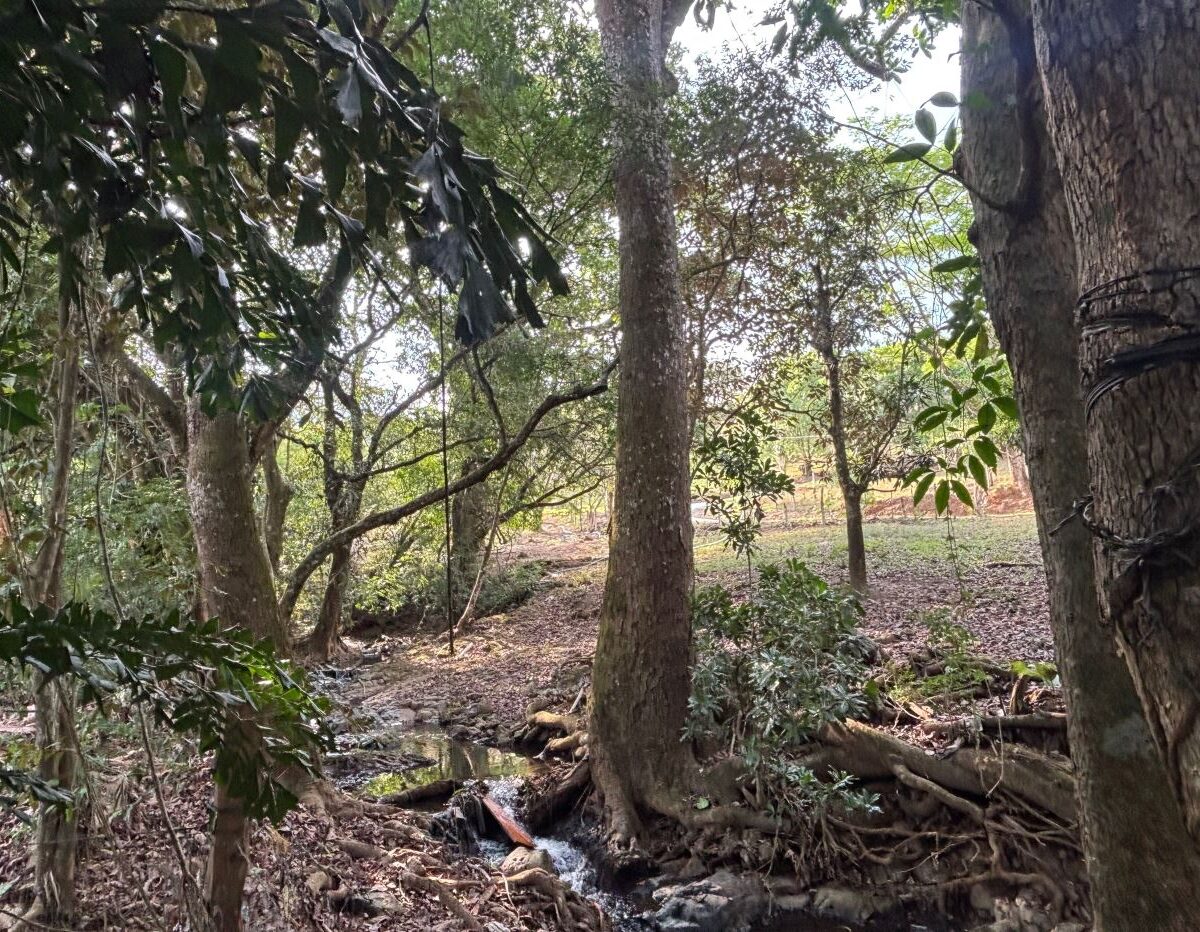 Homes for sale in Atenas Costa Rica