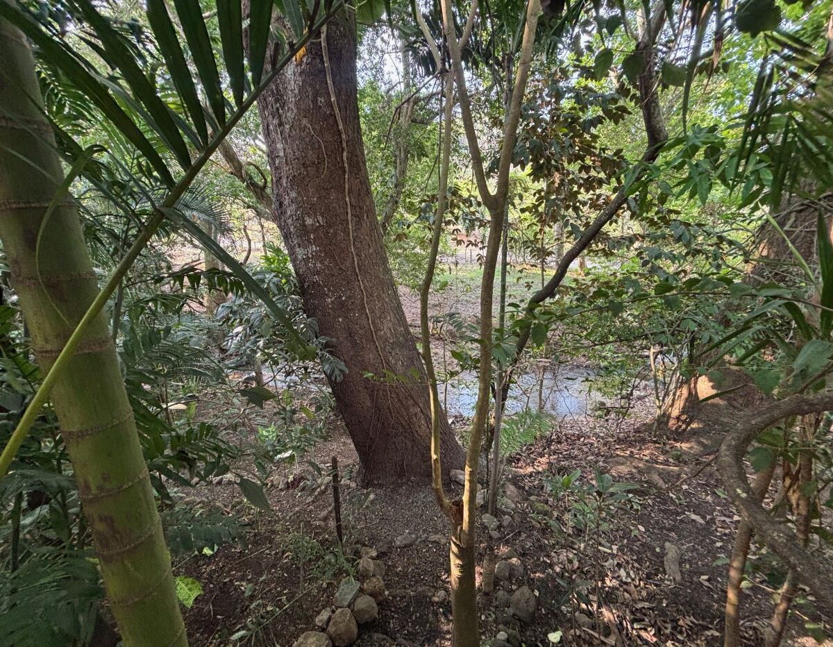 Homes for sale in Atenas Costa Rica