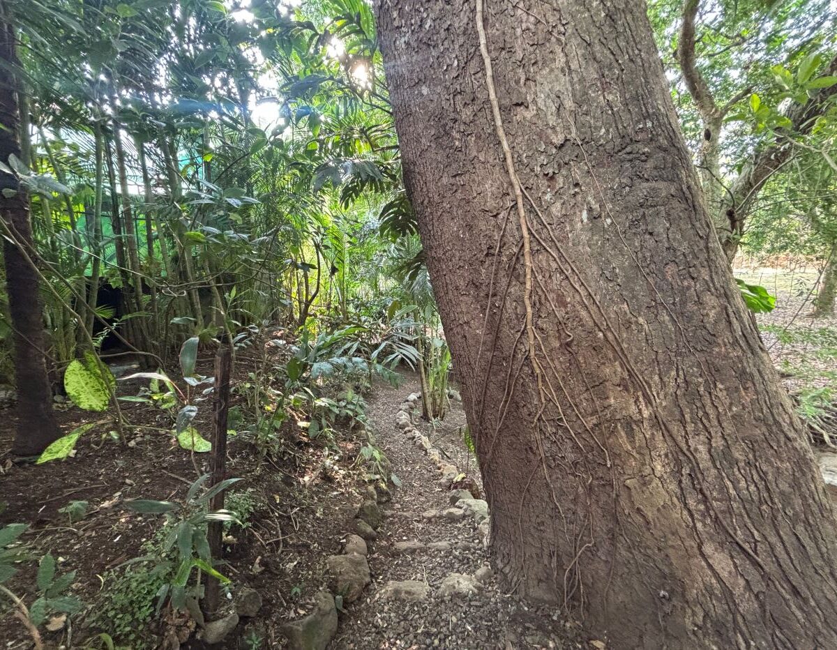 Homes for sale in Atenas Costa Rica