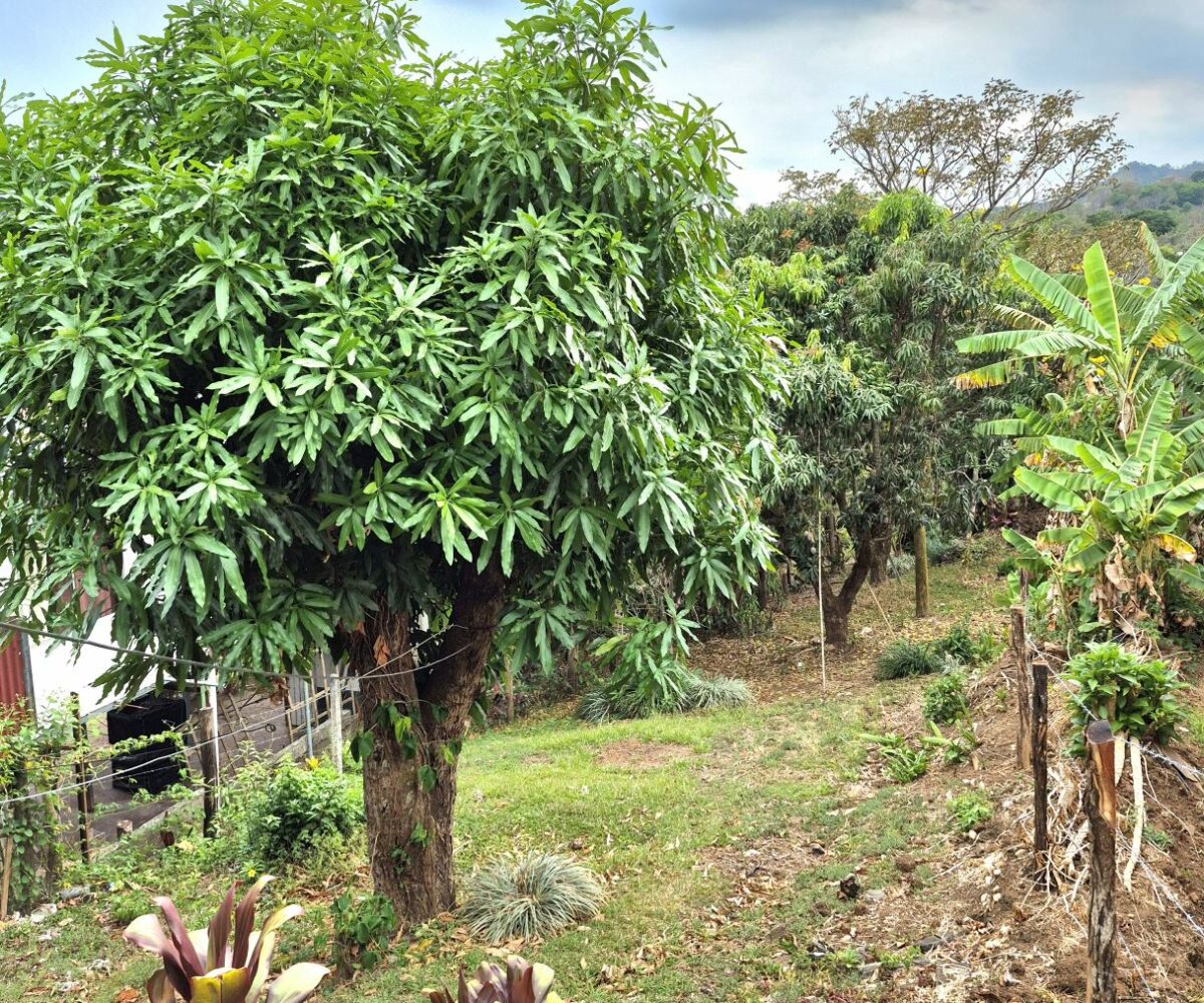 Homes for sale in Atenas Costa Rica