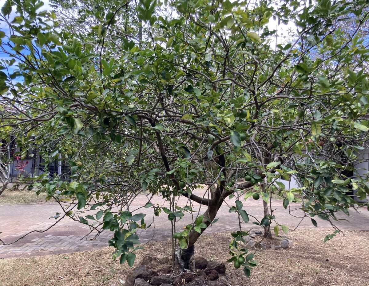 Commercial for sale in La Guacima Costa Rica