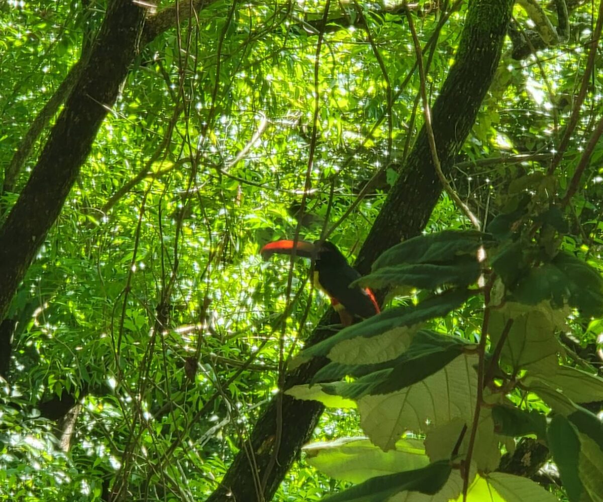 Commercial for sale in La Guacima Costa Rica