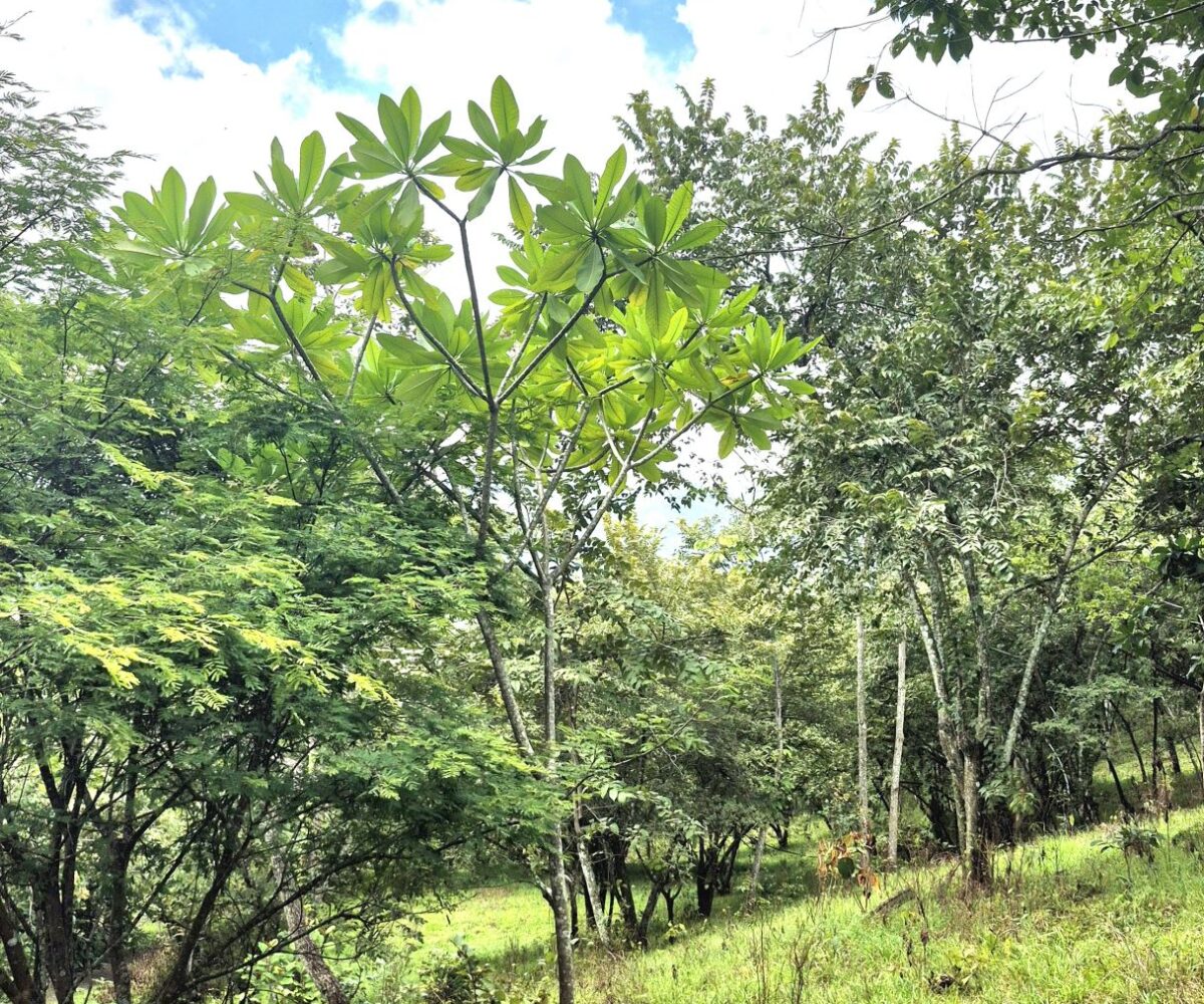Building Lots for sale in Atenas Costa Rica