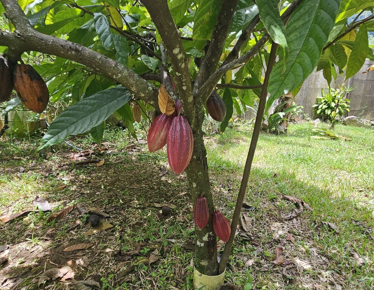 Homes for sale in Atenas Costa Rica