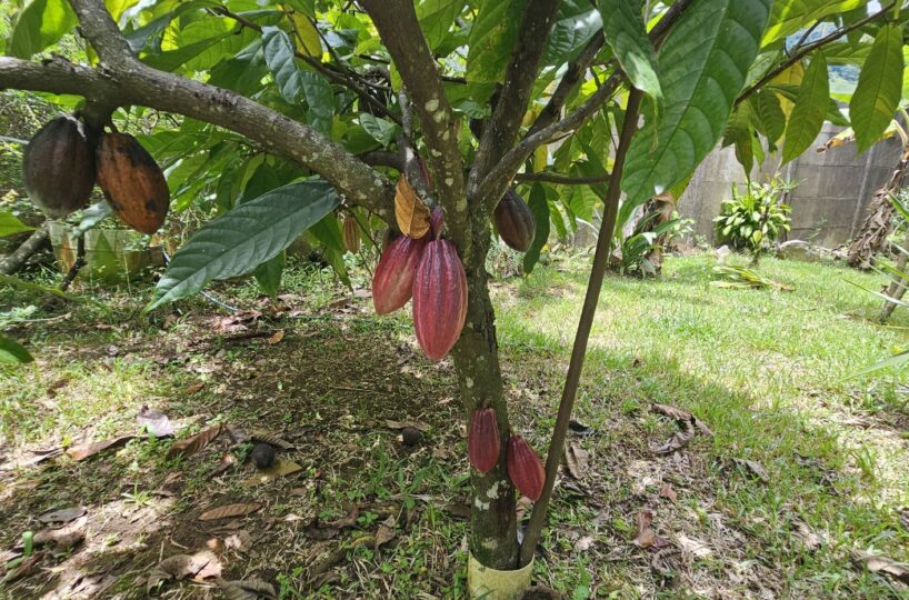 Homes for sale in Atenas Costa Rica