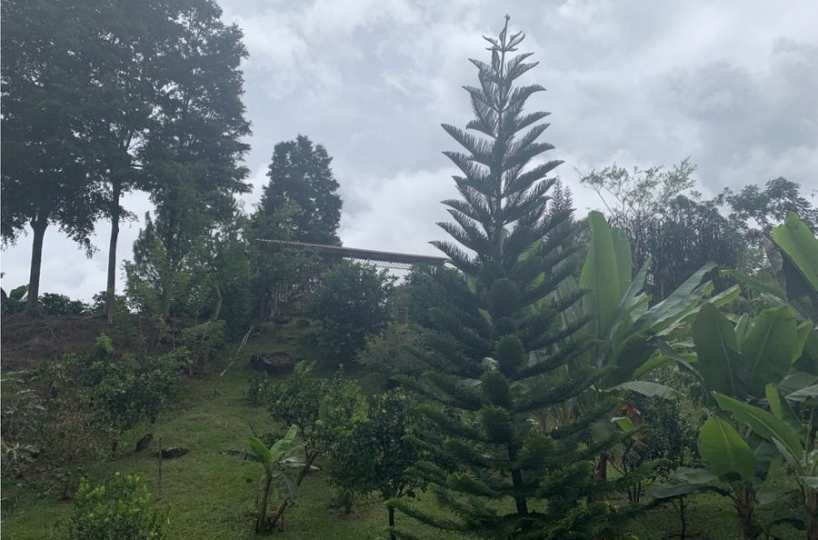 Farms and Ranches for sale in San Isidro-Perez Zeledon Costa Rica