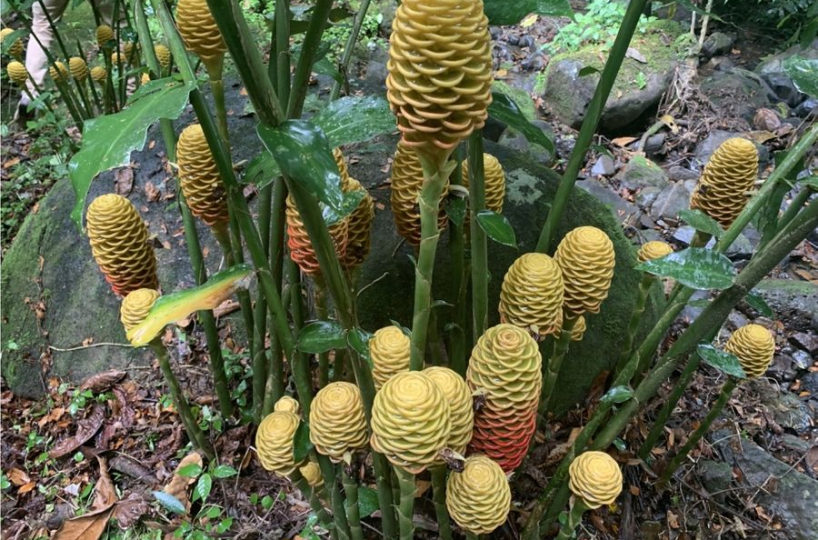 Farms and Ranches for sale in San Isidro-Perez Zeledon Costa Rica