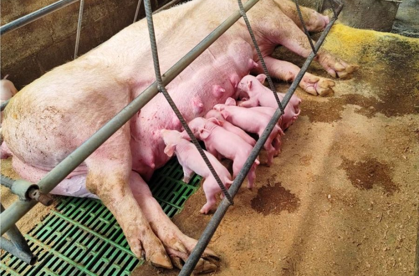 Farms and Ranches for sale in San Isidro-Perez Zeledon Costa Rica