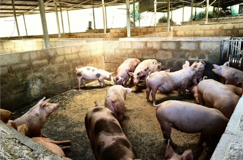 Farms and Ranches for sale in San Isidro-Perez Zeledon Costa Rica