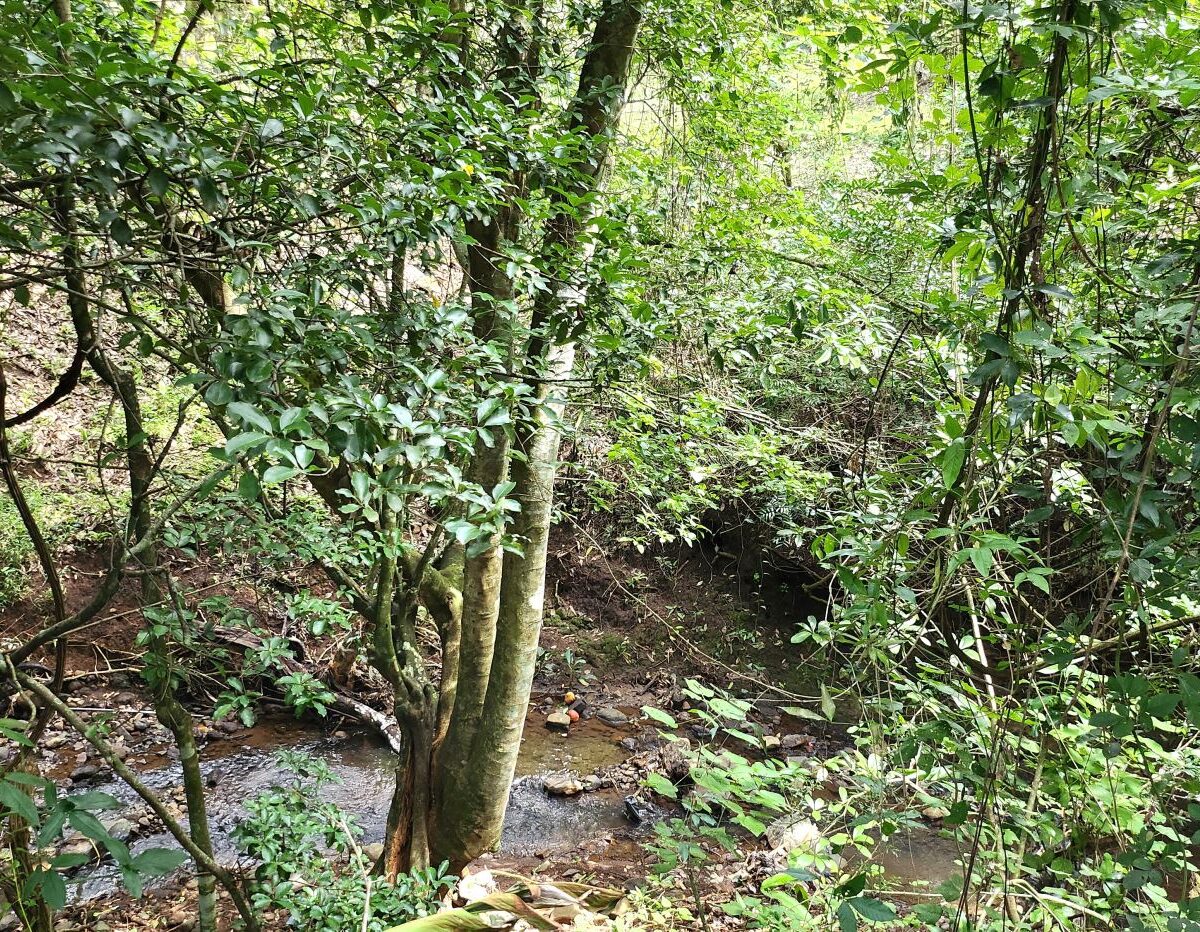 Homes for sale in Atenas Costa Rica