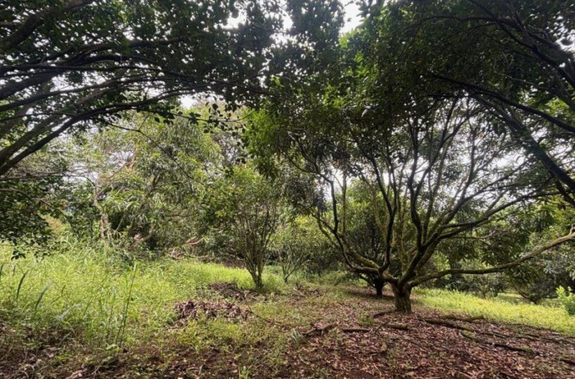 Building Lots for sale in Atenas Costa Rica