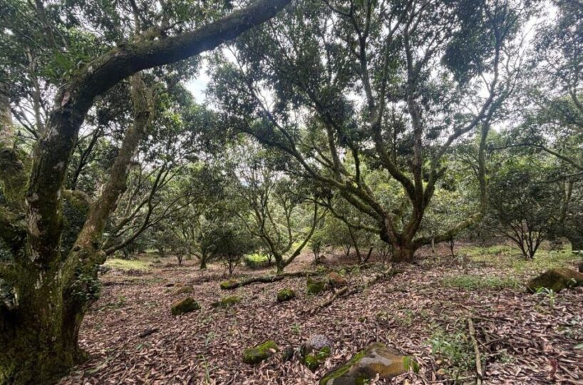 Building Lots for sale in Atenas Costa Rica