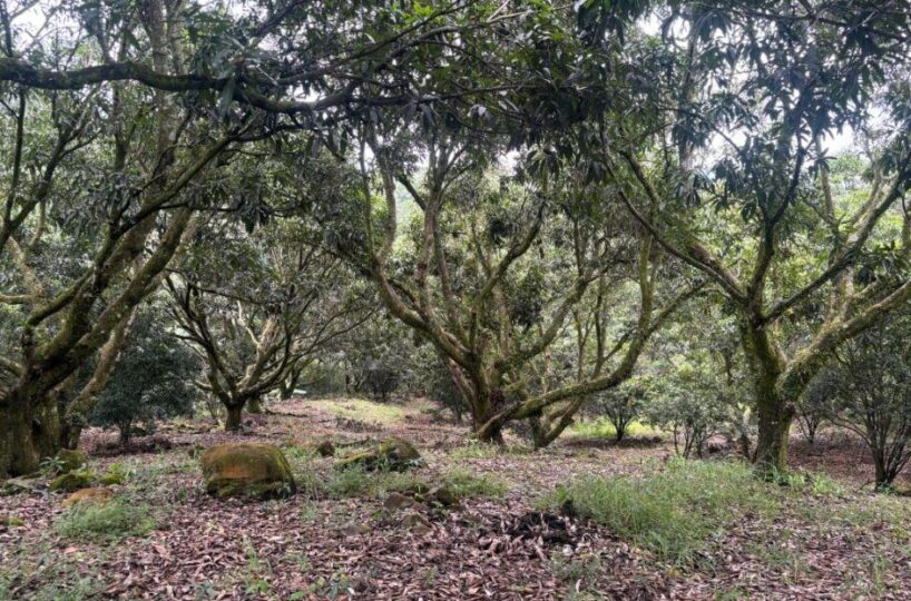 Building Lots for sale in Atenas Costa Rica