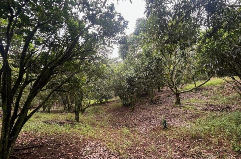 Building Lots for sale in Atenas Costa Rica