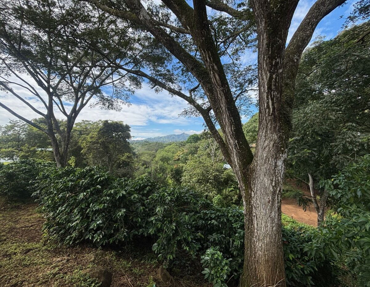 Building LotsHomes for sale in Atenas Costa Rica