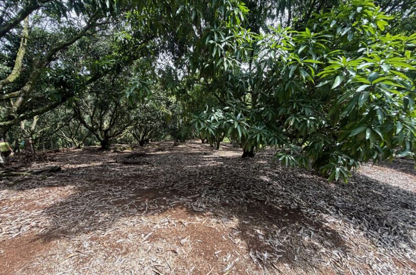 Building Lots for sale in Atenas Costa Rica