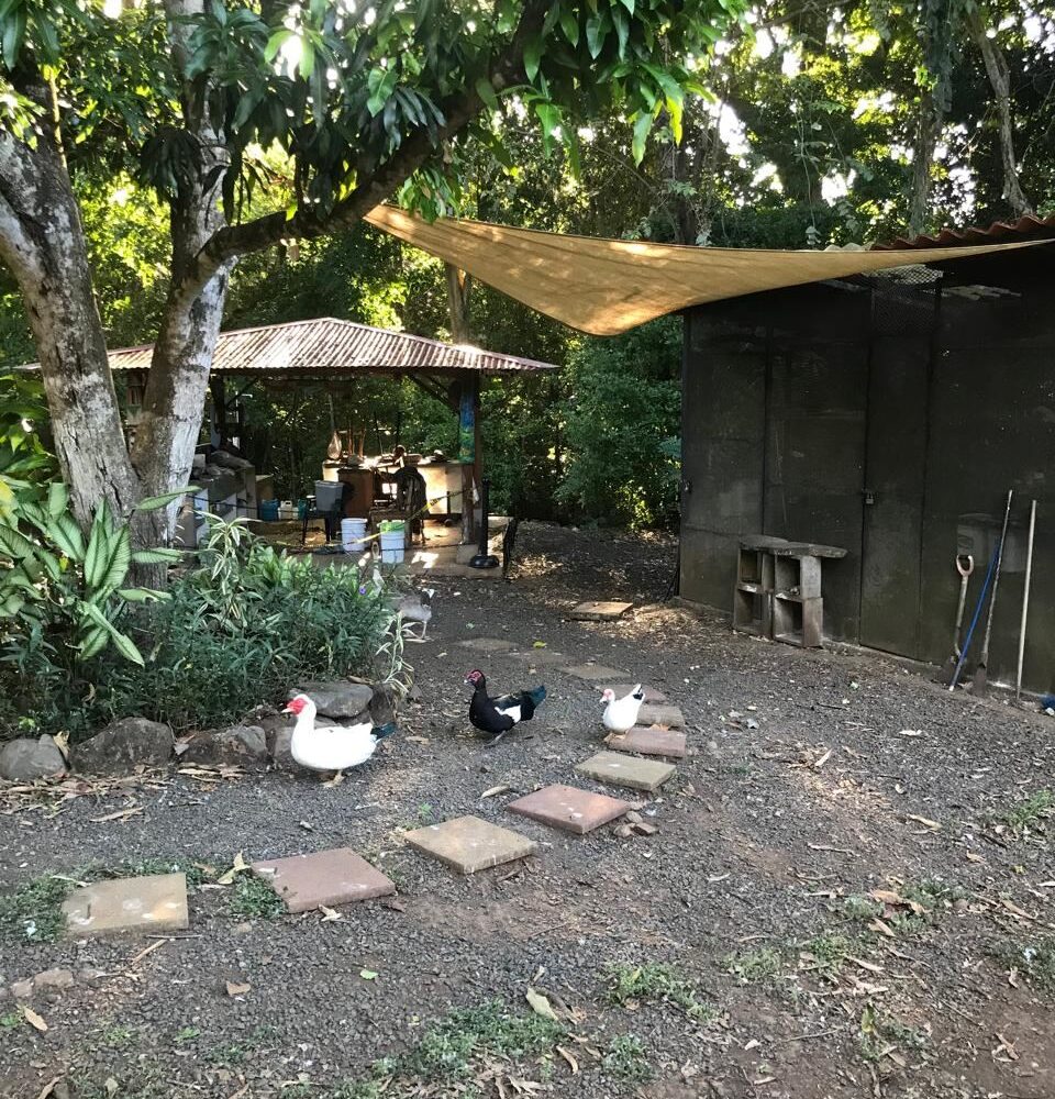 Homes for sale in Atenas Costa Rica