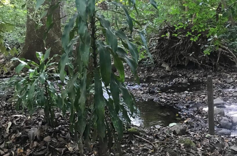 Homes for sale in Atenas Costa Rica