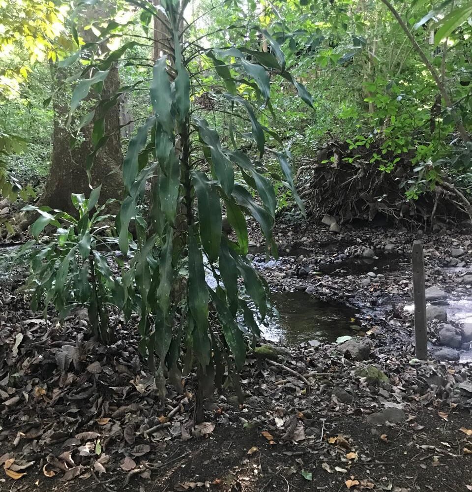 Homes for sale in Atenas Costa Rica