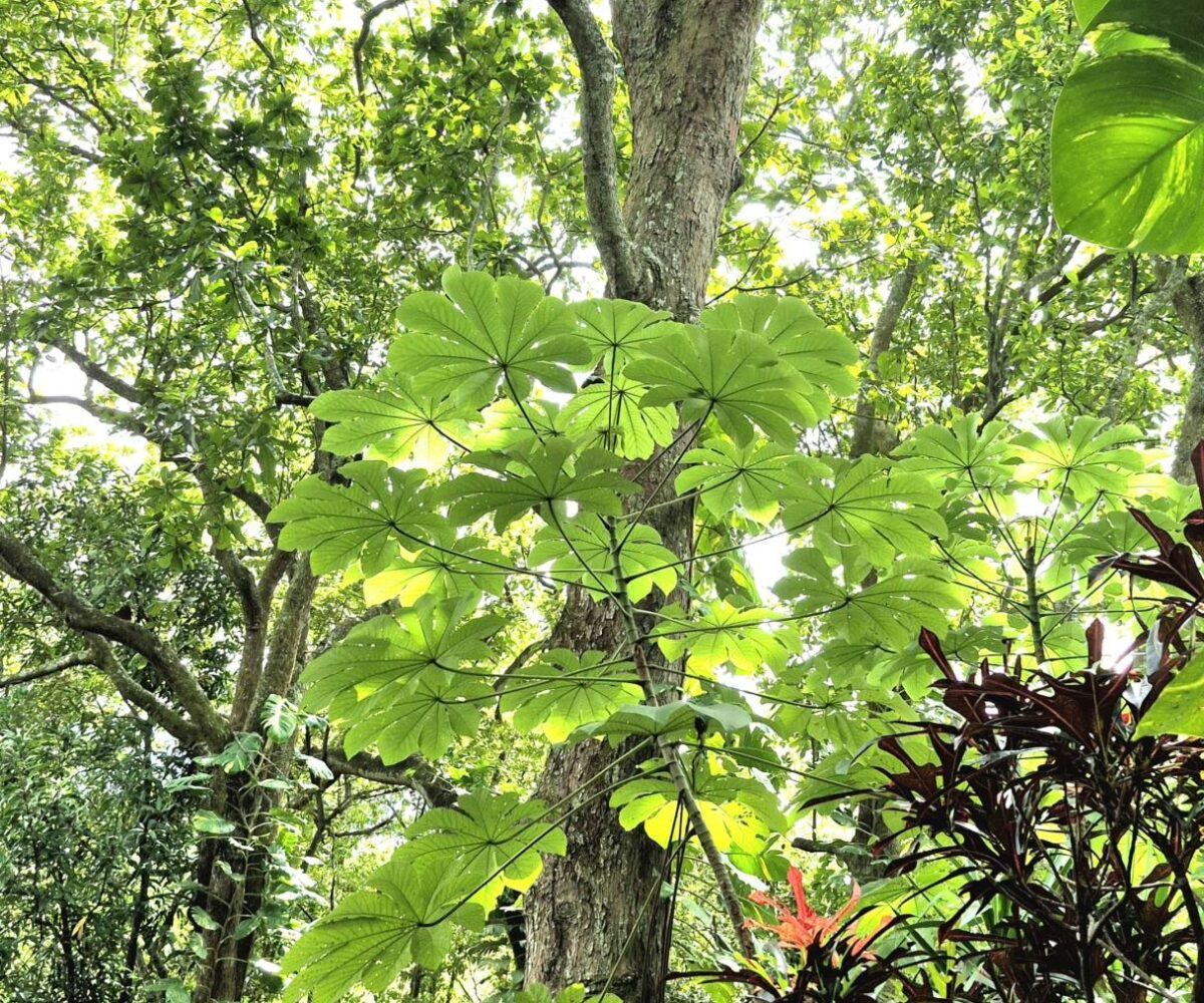 Homes for sale in Atenas Costa Rica