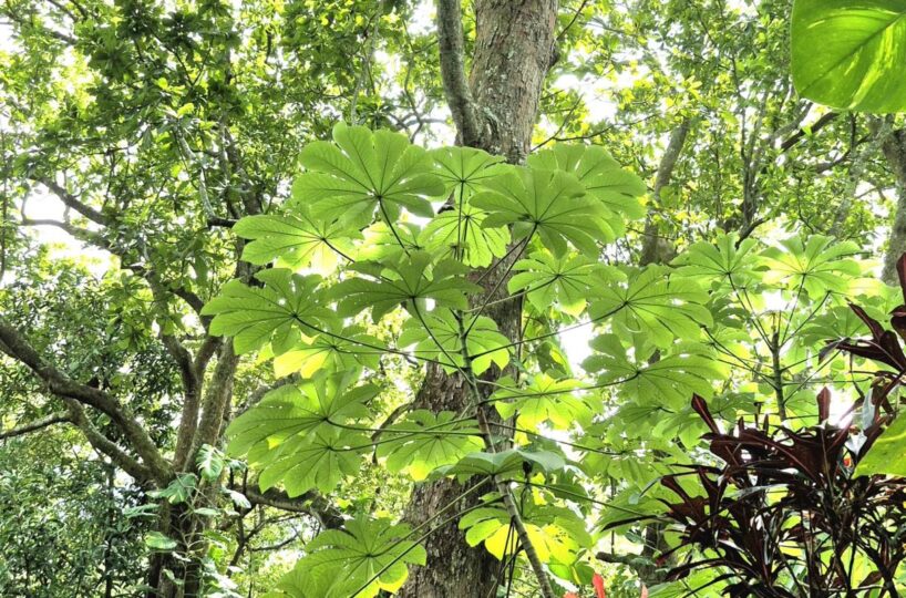 Homes for sale in Atenas Costa Rica