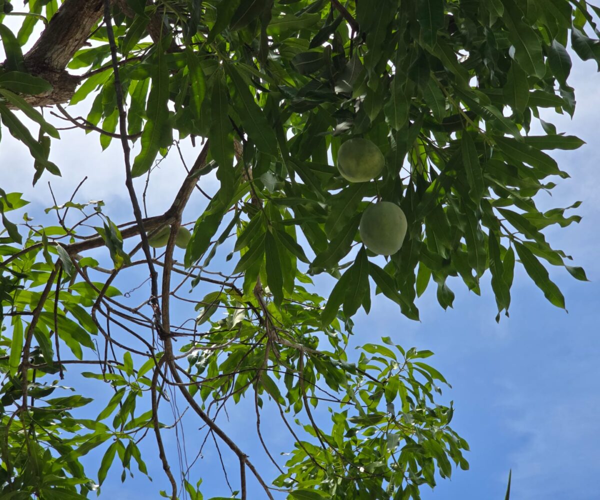 Homes for sale in EsterillosParrita Costa Rica