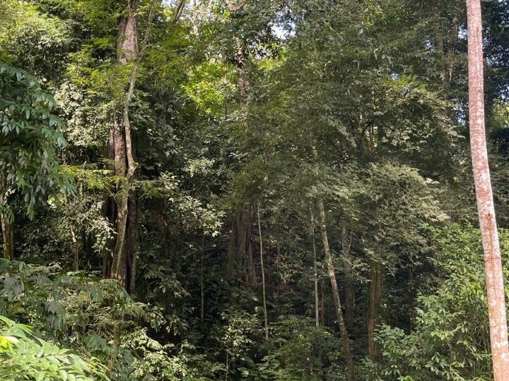 Building Lots for sale in Tarcoles Costa Rica