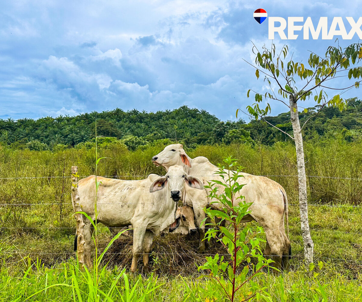 Building Lots for sale in EsterillosParrita Costa Rica