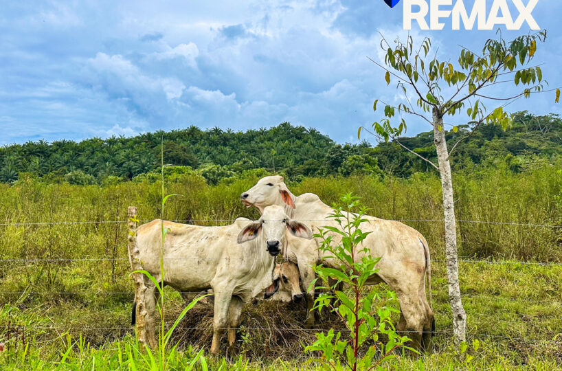 Building Lots for sale in EsterillosParrita Costa Rica