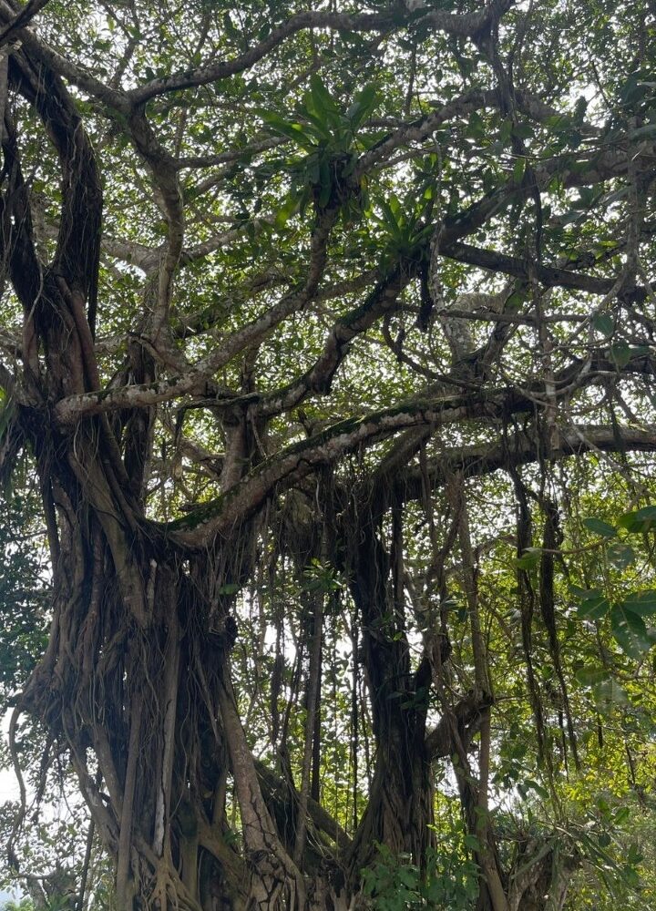 Building Lots for sale in Quebrada Ganado Costa Rica