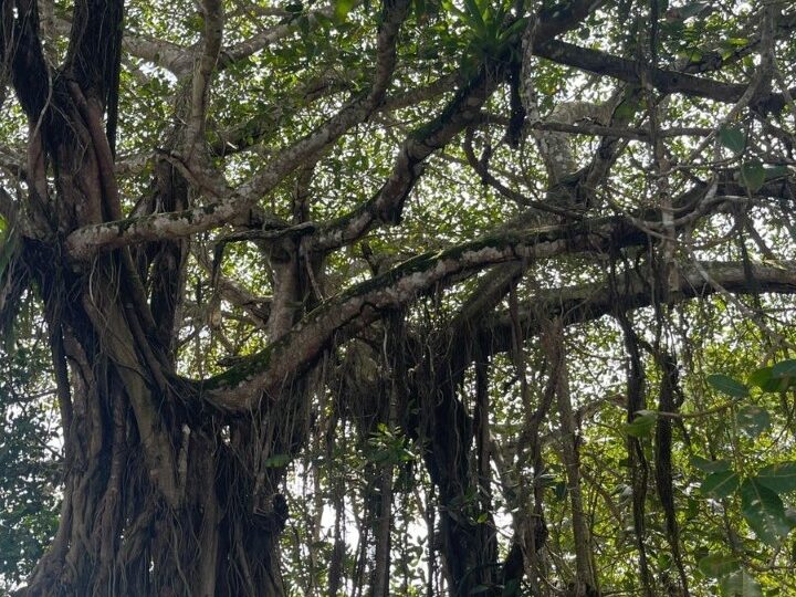 Building Lots for sale in Quebrada Ganado Costa Rica