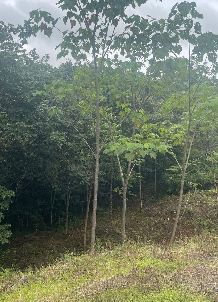 Building Lots for sale in Hermosa Beach Costa Rica
