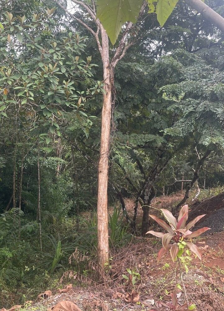 Building Lots for sale in Hermosa Beach Costa Rica