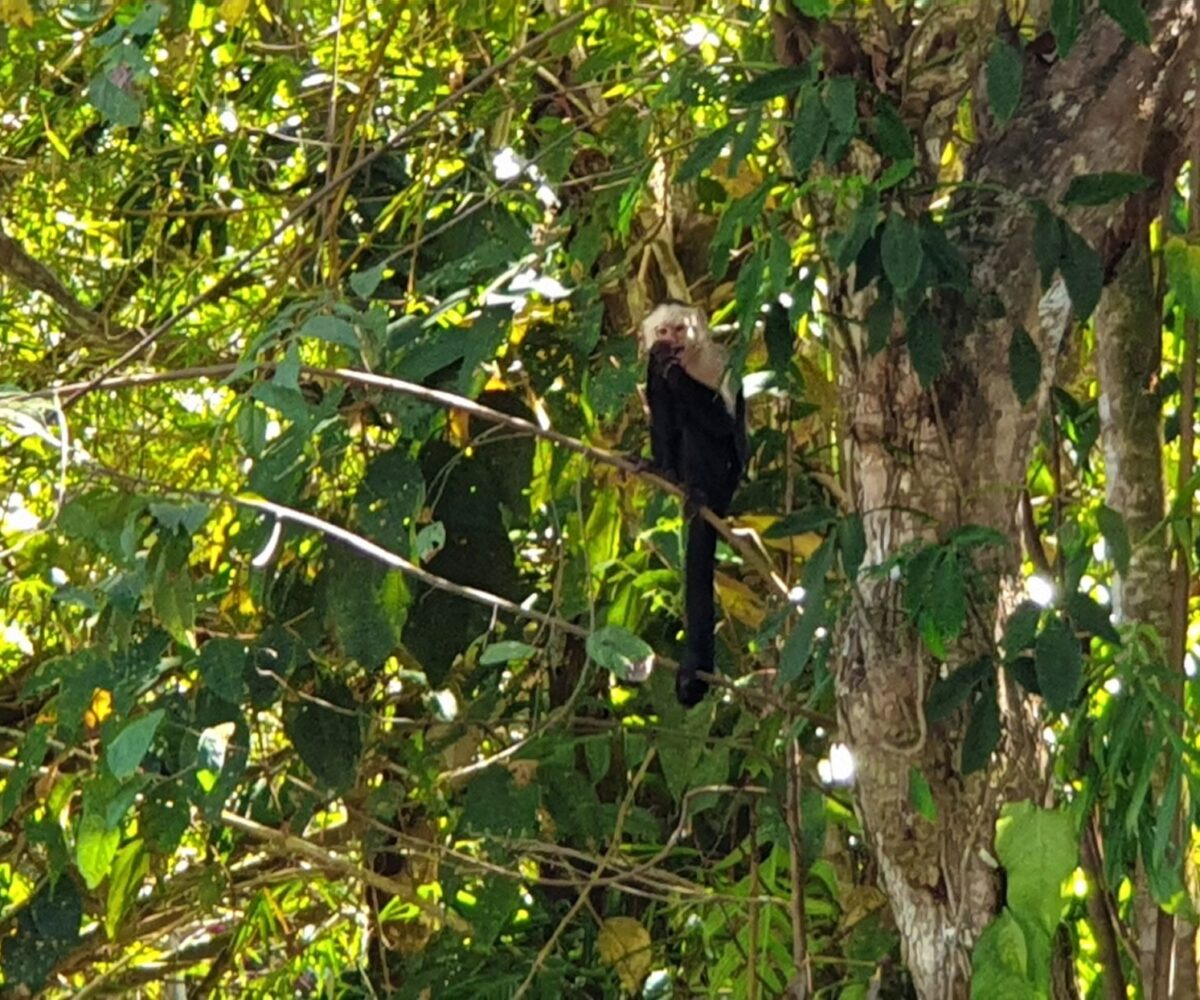 Homes for sale in EsterillosParrita Costa Rica