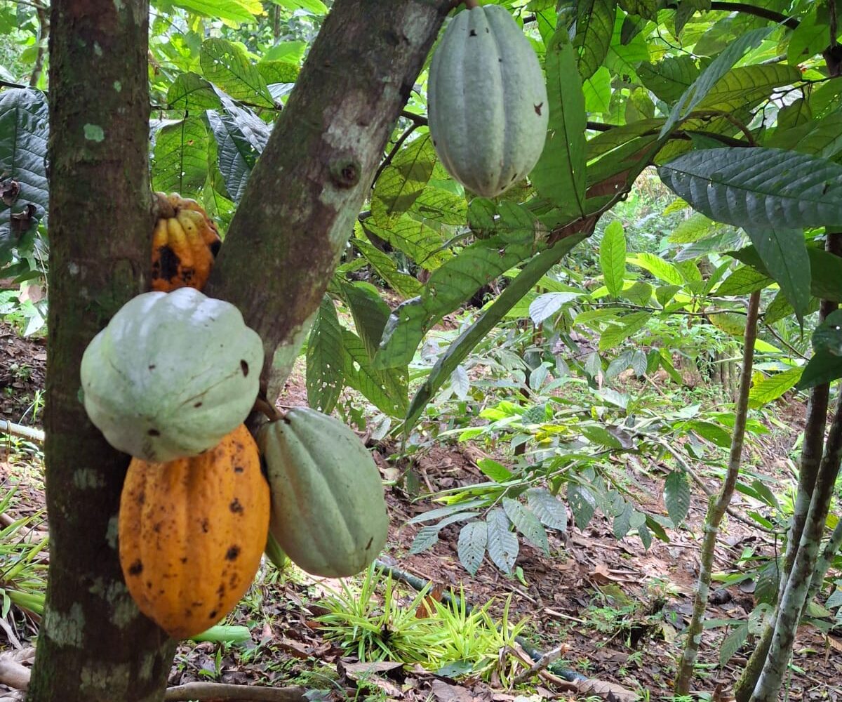 CommercialFarms and RanchesHomes for sale in Bijagual Costa Rica