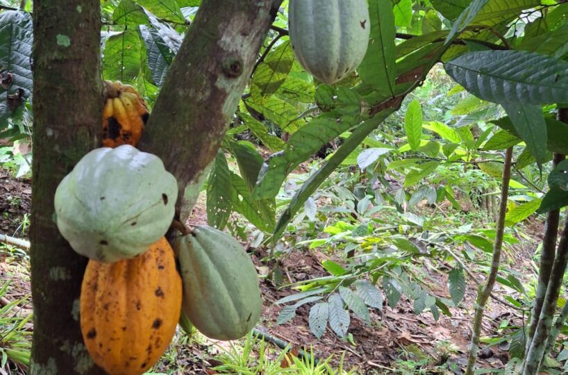 CommercialFarms and RanchesHomes for sale in Bijagual Costa Rica