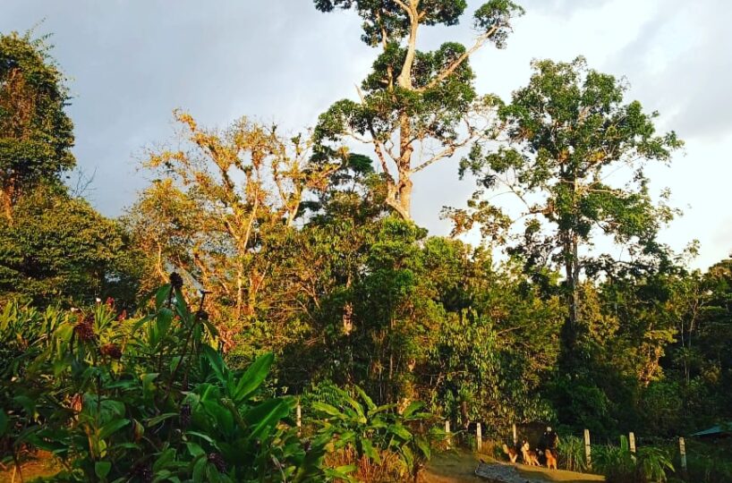 CommercialFarms and RanchesHomes for sale in Bijagual Costa Rica