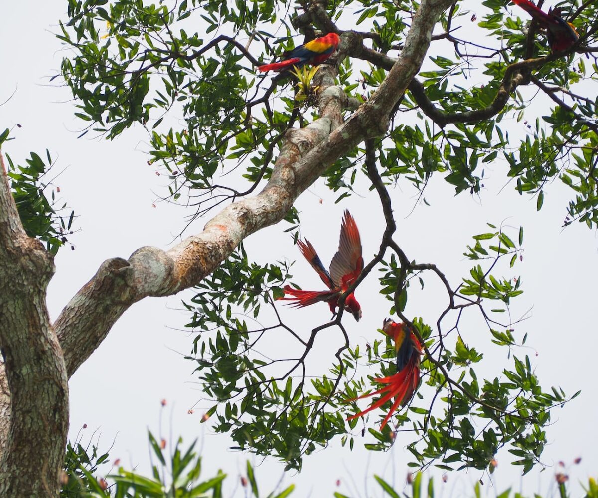 CommercialFarms and RanchesHomes for sale in Bijagual Costa Rica