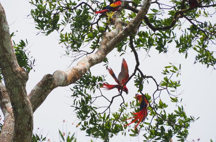 CommercialFarms and RanchesHomes for sale in Bijagual Costa Rica