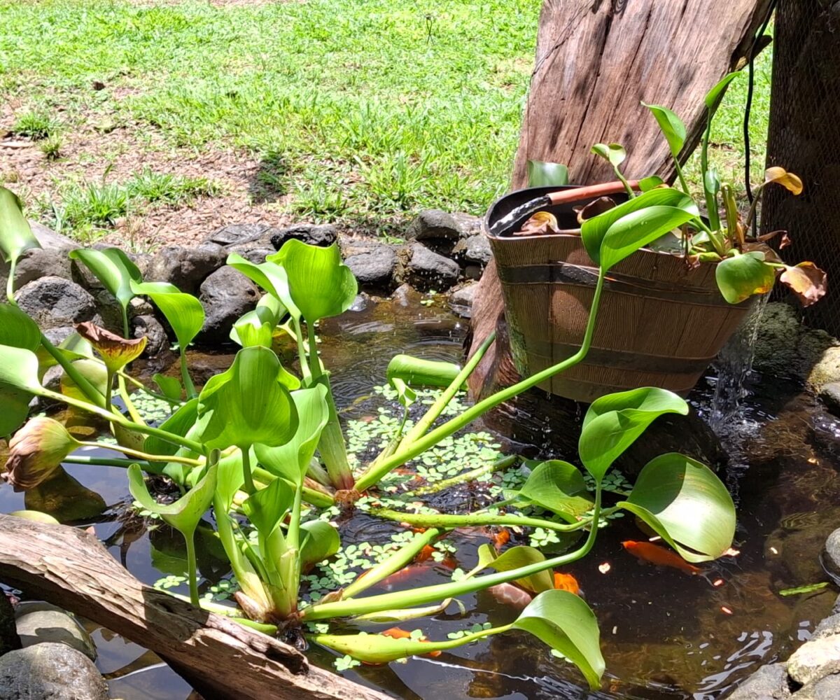 CommercialFarms and RanchesHomes for sale in Bijagual Costa Rica