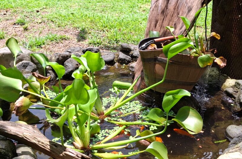 CommercialFarms and RanchesHomes for sale in Bijagual Costa Rica