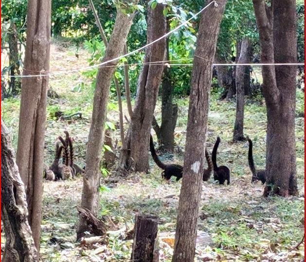 Homes for sale in Playa Grande Costa Rica