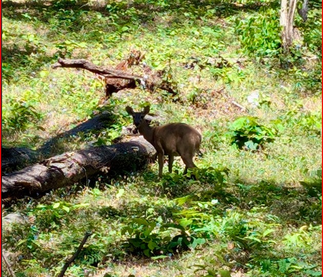 Homes for sale in Playa Grande Costa Rica