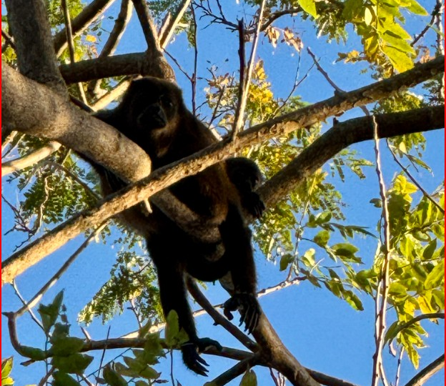 Homes for sale in Playa Grande Costa Rica