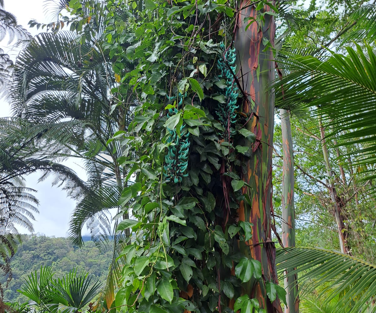 Homes for sale in Puriscal Costa Rica