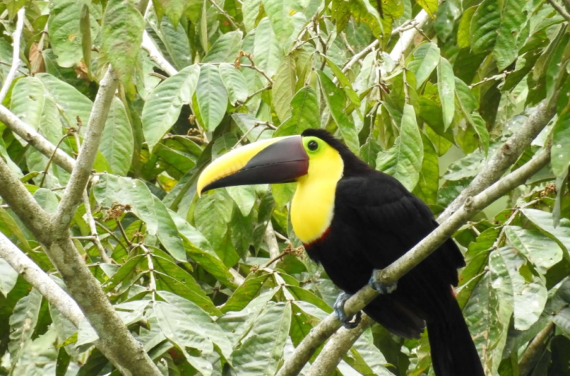 Homes for sale in Puriscal Costa Rica