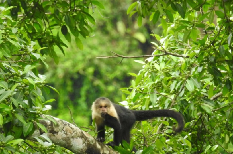 Homes for sale in Puriscal Costa Rica