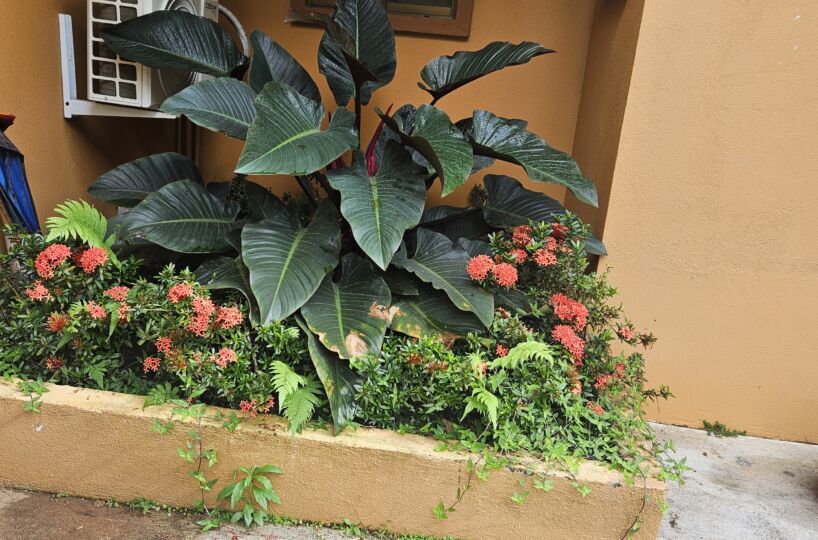 Homes for sale in Puriscal Costa Rica