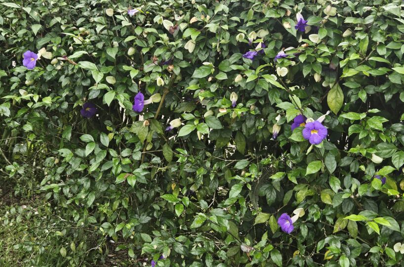 Homes for sale in Puriscal Costa Rica